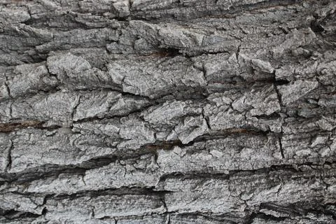 Background bark Stock Photos