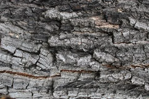Background bark Stock Photos