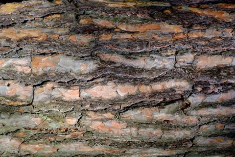 Background of the bark of a pine.	 Stock Photos