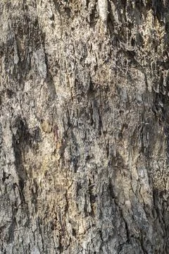Background bark, rough surface of the bark Stock Photos