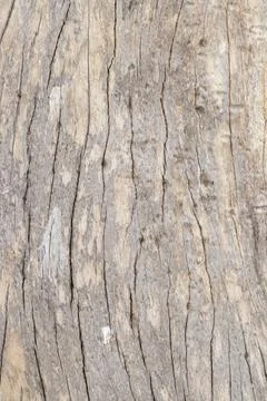 Background bark, rough surface of the bark Stock Photos