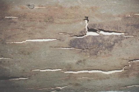 Background bark surface Stock Photos