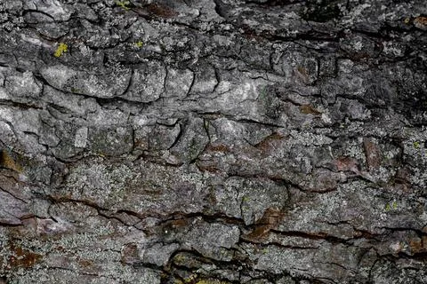 Background, bark texture, in dark colors, bark structure Stock Photos
