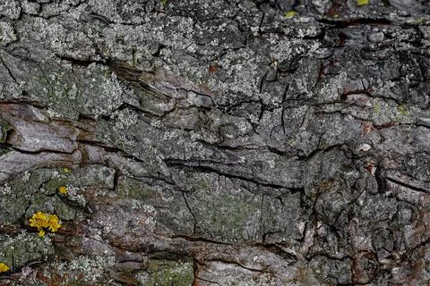 Background, bark texture, in dark colors, bark structure Stock Photos