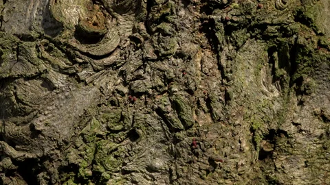Background bark textured surface wallpaper UK 4K Vidéo 148409974