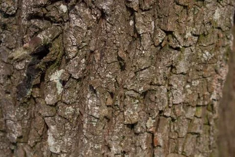 Background, bark tree closeup Foto stock