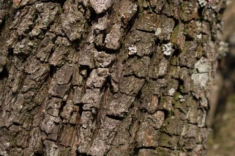 Background, bark tree closeup 写真素材