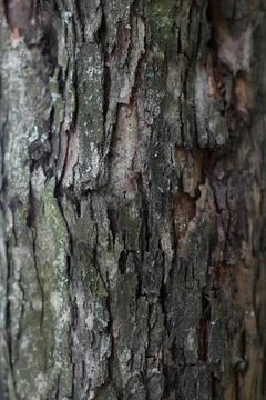 Background - bark of tree is coarse, dry perennial cracked from time Stock Photos