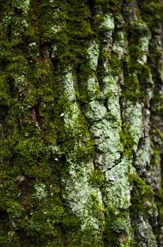 Background, the bark of the tree is covered with moss Stock Photos