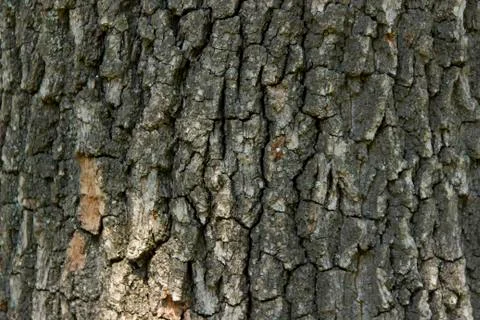 Background Of Bark Tree Stock Photos
