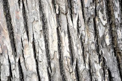 Background from the bark of a tree Stock Photos