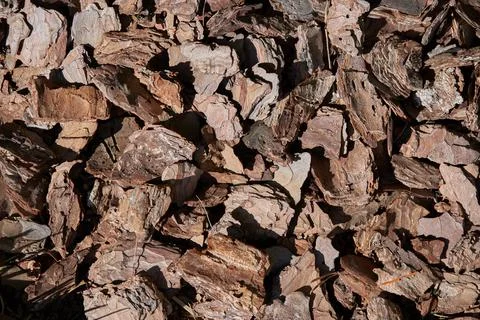 Background - Bark of a tree in pieces Fotos de archivo