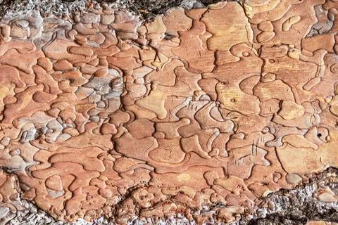 Background from the bark of a tree Pinus black Foto stock