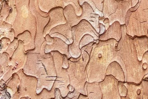 Background from the bark of a tree Pinus black Stock Photos