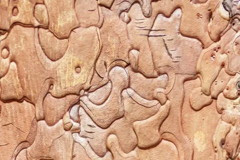 Background from the bark of a tree Pinus black Stock Photos