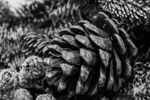 Background base toned website design bump close-up on fluffy branch Christmas Stock Photos