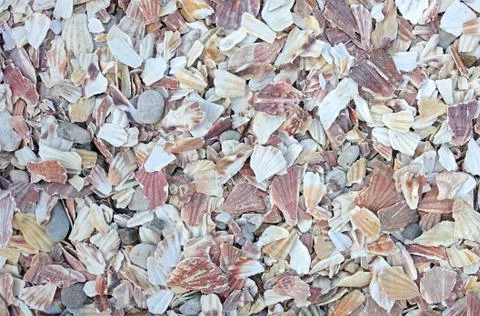 Background of beach covered in bits of scallop shells packed together in a th Stock Photos