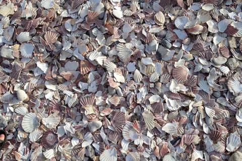 Background of beach covered in bits of scallop shells packed together in a th Stock Photos