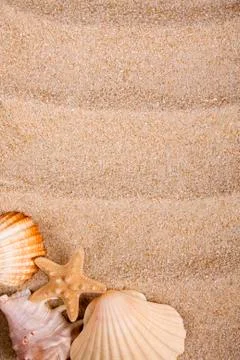 Background of beach sand and shells Stock Photos
