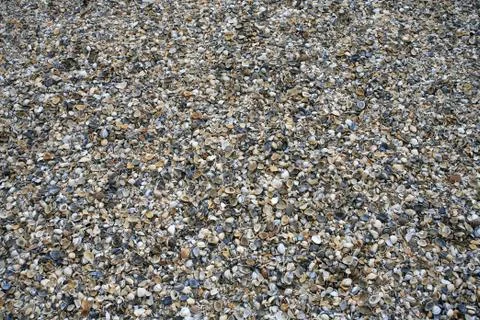 Background beach shells layout image images Stock Photos
