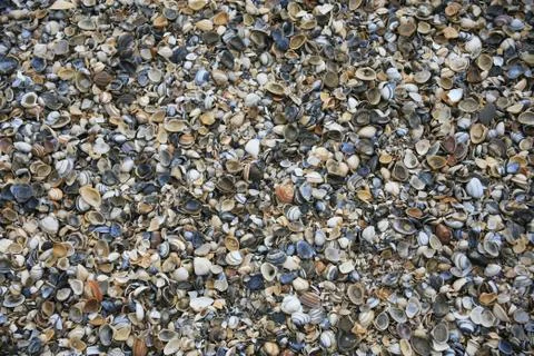 Background beach shells layout image images Stock Photos