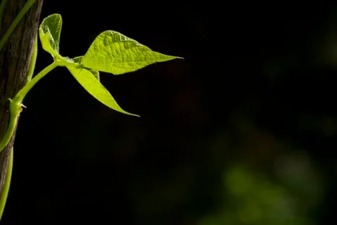 Background with bean leaf Stock Photos
