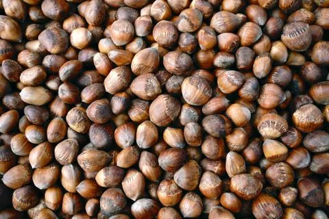 Background with bear hazelnuts in shell Stock Photos