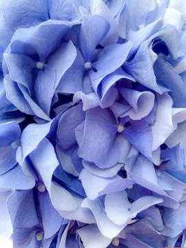 Background of beautiful blue hydrangea or hortensia flower close up Stock Photos