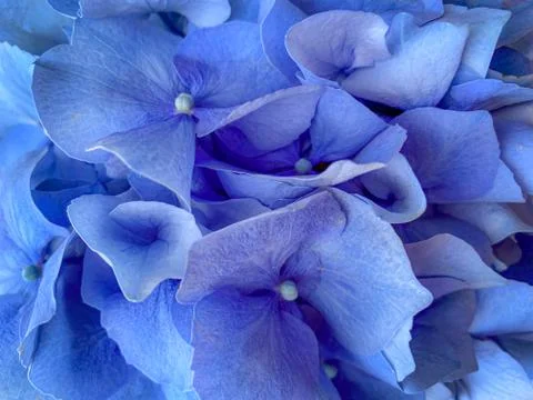 Background of beautiful blue hydrangea or hortensia flower close up Stock Photos