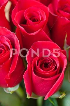 Background of a beautiful bouquet of red roses Stock Photos