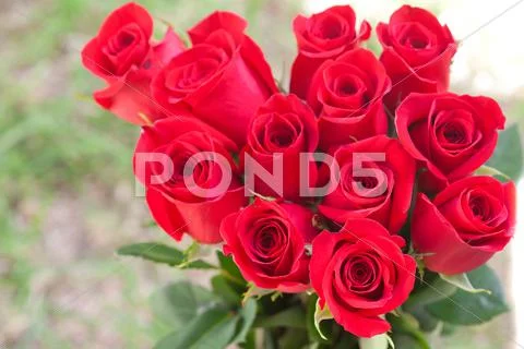 Background of a beautiful bouquet of red roses Stock Photos