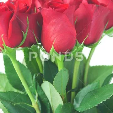 Background of a beautiful bouquet of red roses Stock Photos
