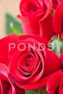 Background of a beautiful bouquet of red roses Stock Photos