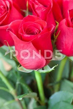 Background of a beautiful bouquet of red roses Stock Photos
