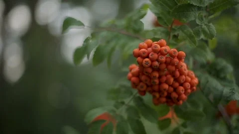 Background with a beautiful bunch of Rowan Stock Footage 105988062