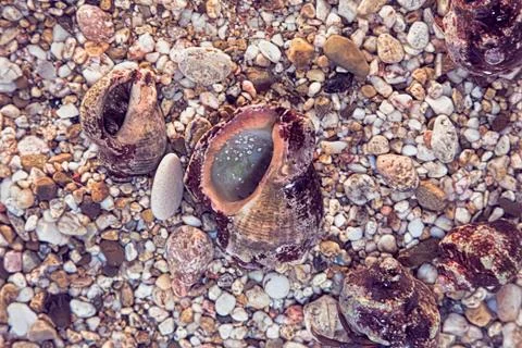 Background of the beautiful exotic shell and stones Stock Photos