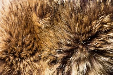 Background of beautiful fox fur Stock Photos