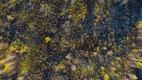Background beautiful green wild forest aerial view 스톡 동영상 81262764