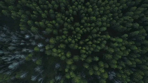 Background beautiful green wild forest aerial view Stock Footage 81946872