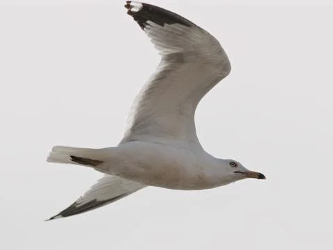Background with the beautiful gull flying Stock Photos
