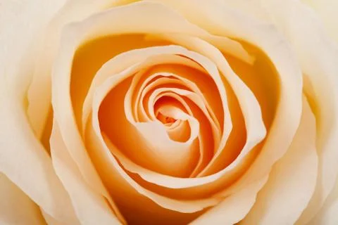 Background of beautiful orange Stock Photos