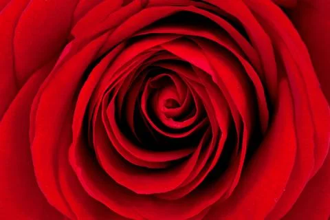 Background of beautiful red rose Stock Photos