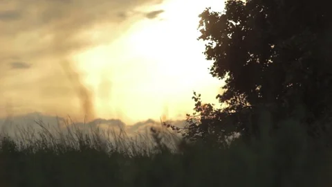 Background, beautiful sunset, trees against a beautiful sunset background Video stock 74133952