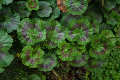 Background of bicolor geranium leaves Stock Photos