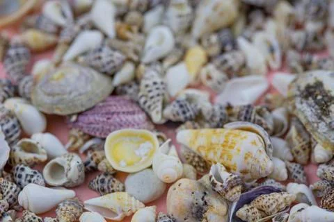 Background from big and small seashells. Close-up Stock Photos