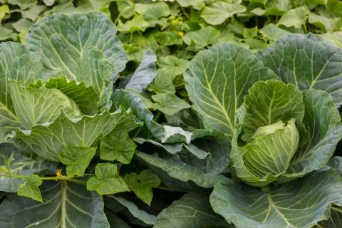 Background with a big fresh cabbage cabbage closeup. Cabbage cabbage on the bed. Stock Photos