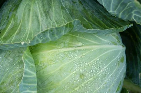 Background with a big fresh cabbage closeup. Cabbage on the bed. Stock Photos
