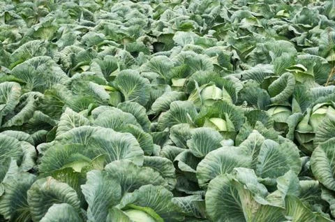 Background with a big fresh cabbage closeup. Cabbage on the bed. Stock Photos