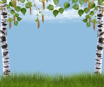 Background with birch and grass 스톡 사진