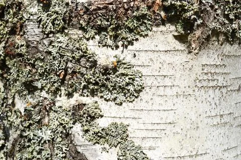 Background of the birch bark close-up. Bark texture Stock Photos
